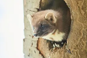 Martes: European pine marten (Martes martes) portrait, National