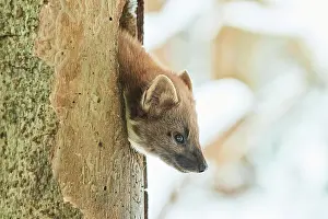 Martes: European pine marten (Martes martes) portrait, National