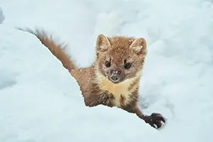 Martes: European pine marten (Martes martes) in the snow