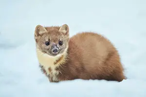 Martes: European pine marten (Martes martes) in the snow