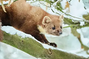 Martes: European pine marten (Martes martes) in the snow