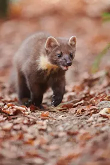 Martes: European pine marten (Martes martes) walking on