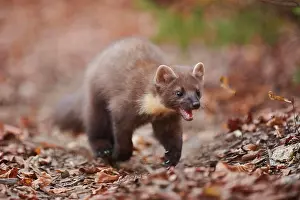 Martes: European pine marten (Martes martes) walking on