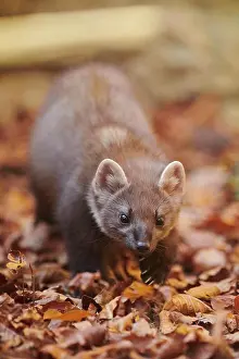 Martes: European pine marten (Martes martes) walking on