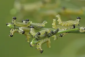 Sawfly: European Pine Sawflies (Neodiprion sertifer) fe