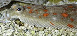 Platessa: European Plaice