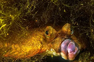 Sleep: European plaice (Pleuronectes platessa), resting