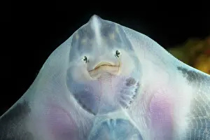 Plaice: European Plaice - swimming