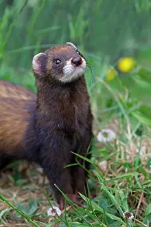 Putorius: European Polecat