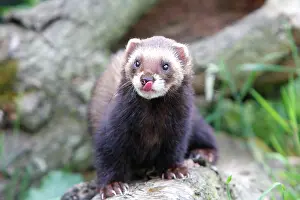 Putorius: European Polecat