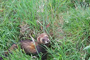 Putorius: European Polecat