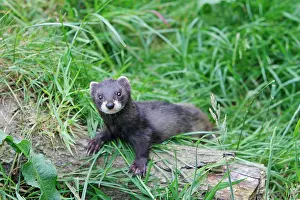 Putorius: European Polecat