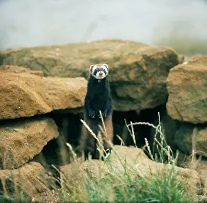 Putorius: European Polecat