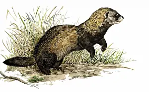 Putorius: European Polecat