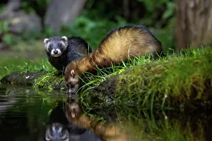 Putorius: EUROPEAN POLECAT