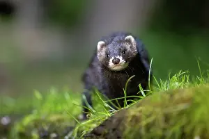 Putorius: EUROPEAN POLECAT