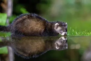 Putorius: EUROPEAN POLECAT