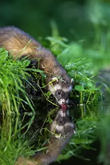 Putorius: EUROPEAN POLECAT