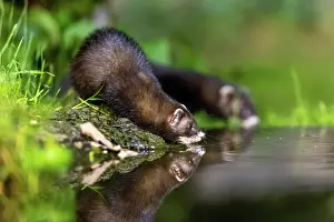 Putorius: EUROPEAN POLECAT