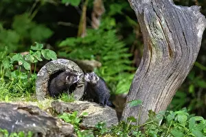 Putorius: EUROPEAN POLECAT