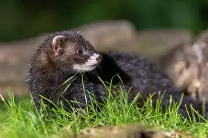 Putorius: EUROPEAN POLECAT