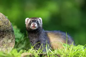 Putorius: EUROPEAN POLECAT