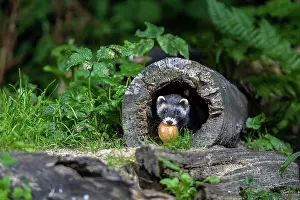 Putorius: EUROPEAN POLECAT