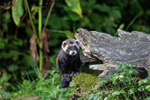 Putorius: EUROPEAN POLECAT