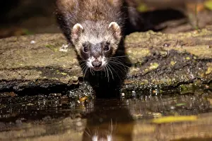 Putorius: EUROPEAN POLECAT