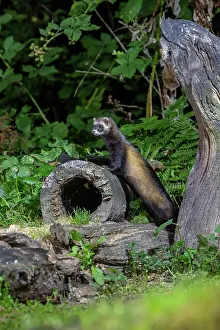 Putorius: EUROPEAN POLECAT