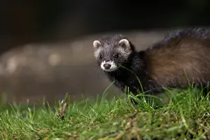 Putorius: EUROPEAN POLECAT