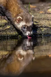 Putorius: EUROPEAN POLECAT