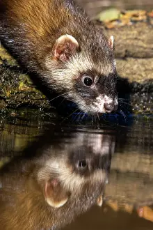 Putorius: EUROPEAN POLECAT