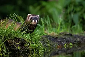 Putorius: EUROPEAN POLECAT