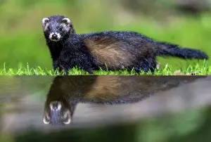 Putorius: EUROPEAN POLECAT