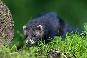 Putorius: EUROPEAN POLECAT