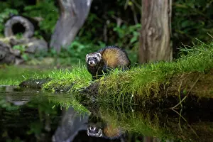 Putorius: EUROPEAN POLECAT