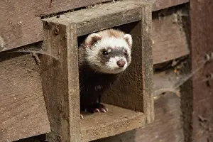 Putorius: European polecat (Mustela putorius)