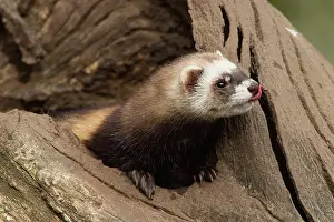 Putorius: European polecat (Mustela putorius)