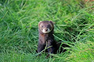 Putorius: European polecat (Mustela putorius), young, alert, i