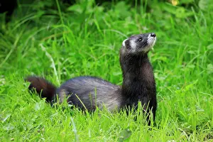 Putorius: European polecat (Mustela putorius), adult alert