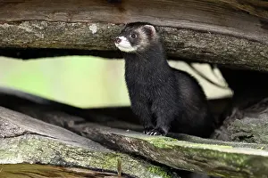 Stacked: European polecat (Mustela putorius) also called
