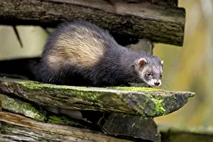Stacked: European polecat (Mustela putorius) also called