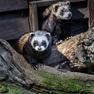 Putorius: European polecat (Mustela putorius), two forest
