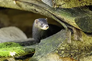 Stack: European polecat (Mustela putorius) or forest polecat