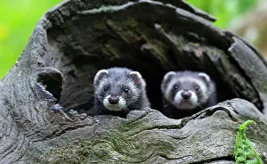 Putorius: European polecat (Mustela putorius) or wood lech