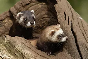 Putorius: European polecats (Mustela putorius)