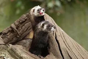 Putorius: European polecats (Mustela putorius)