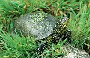 Terrapins: European Pond Terrapin
