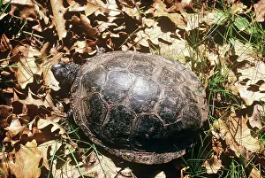 Terrapin: European Pond Terrapin